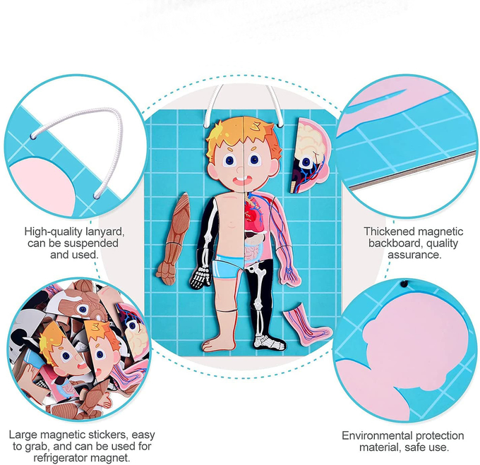 48pcs educatief magnetisch menselijk lichaam Puzzle Puzzle speelgoed voor 3 jaar oud peuter 1
